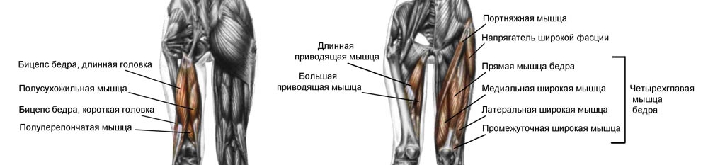 Анатомия ног 