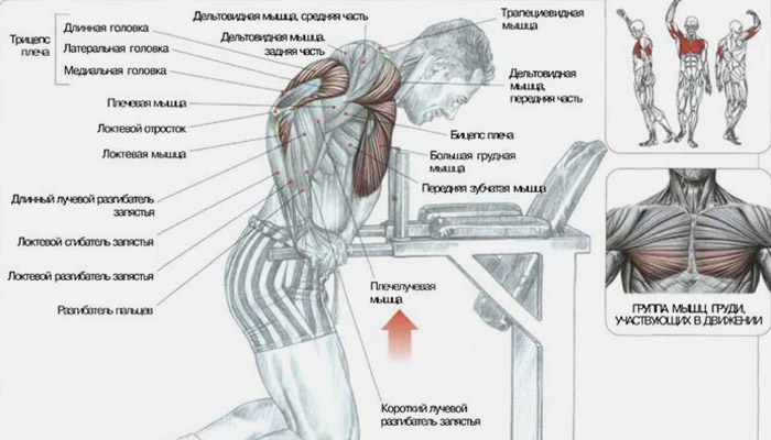 Мужчина качается в зале