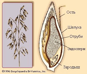 oat-grain