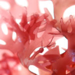 Красные водоросли