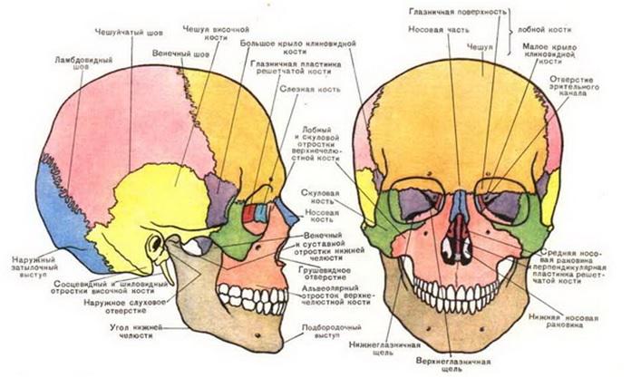 особенности строения черепа человека