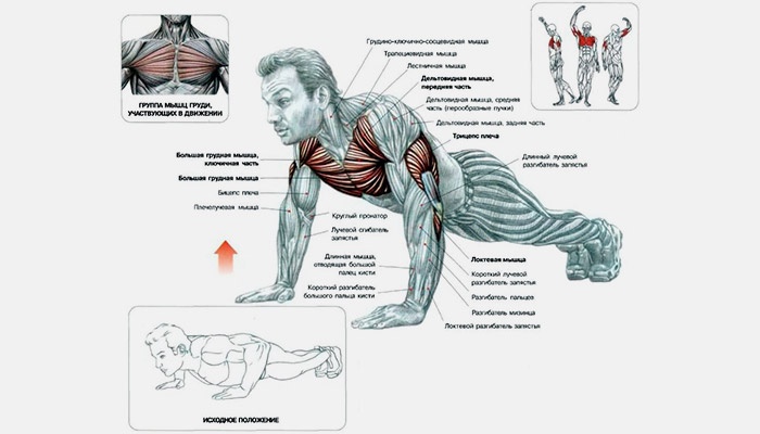 Мышцы, задействованные во время отжимания