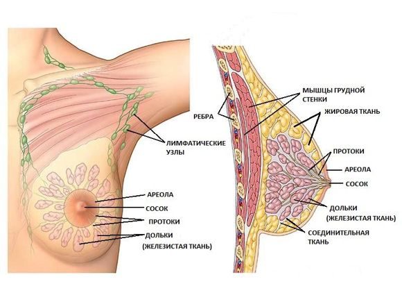 breast_anatomiya