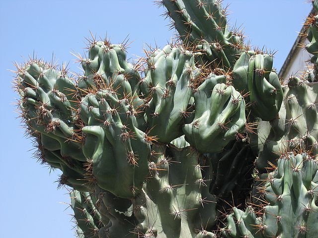 Перуанский кактус