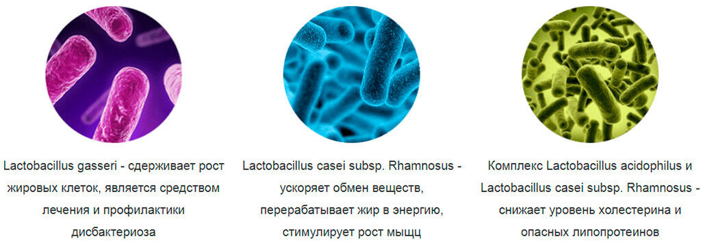 Lactobacillus casei subsp