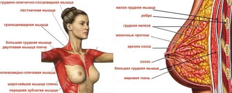 мышцы груди женщины