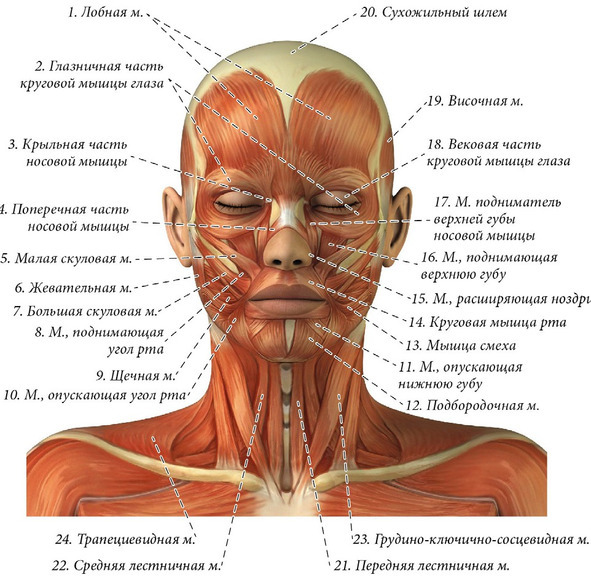 схема мышц лица
