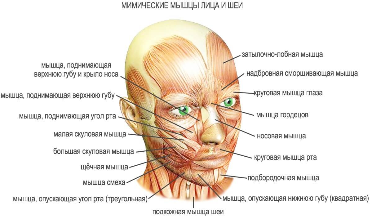 Мышцы лица 