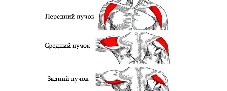 Тренировка на плечи (дельты)